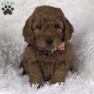 Petal, Mini Goldendoodle Puppy